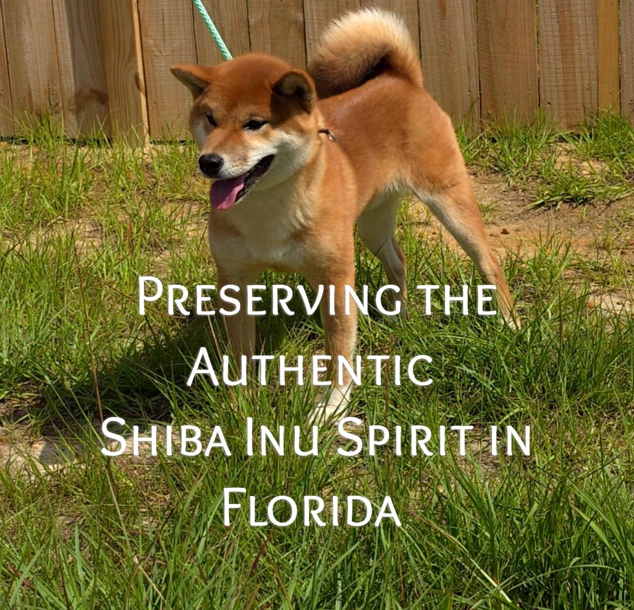 Diwa Shiba Inu Sou
