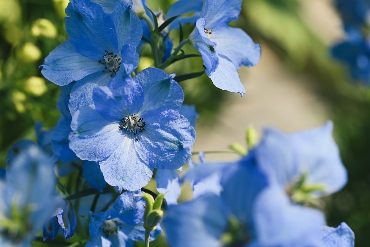 blue, flower, delphinium, garden, nature, macro, inflorescence, summer, blooming, outdoors, leaves, beautiful, horticulture, decoration, background, fresh, natural, botany, beauty, park, peaceful-10397843.jpg